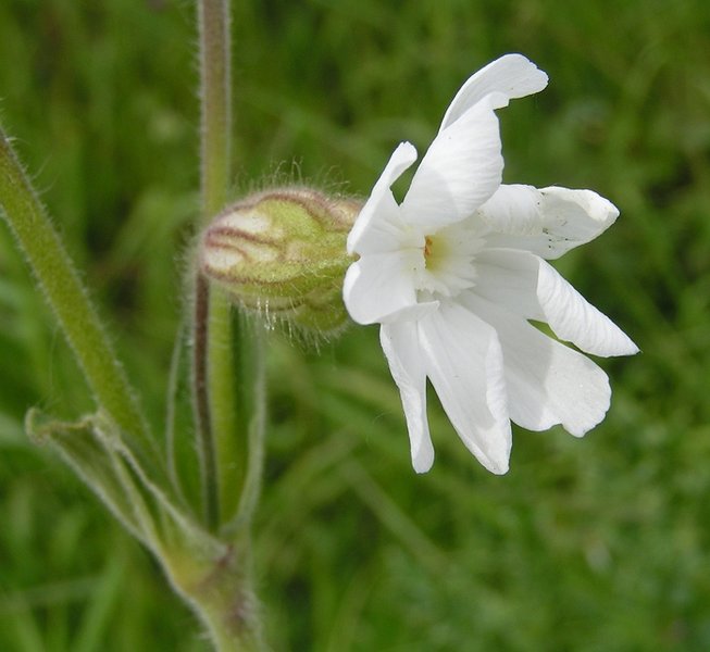 Avondkoekoeksbloem