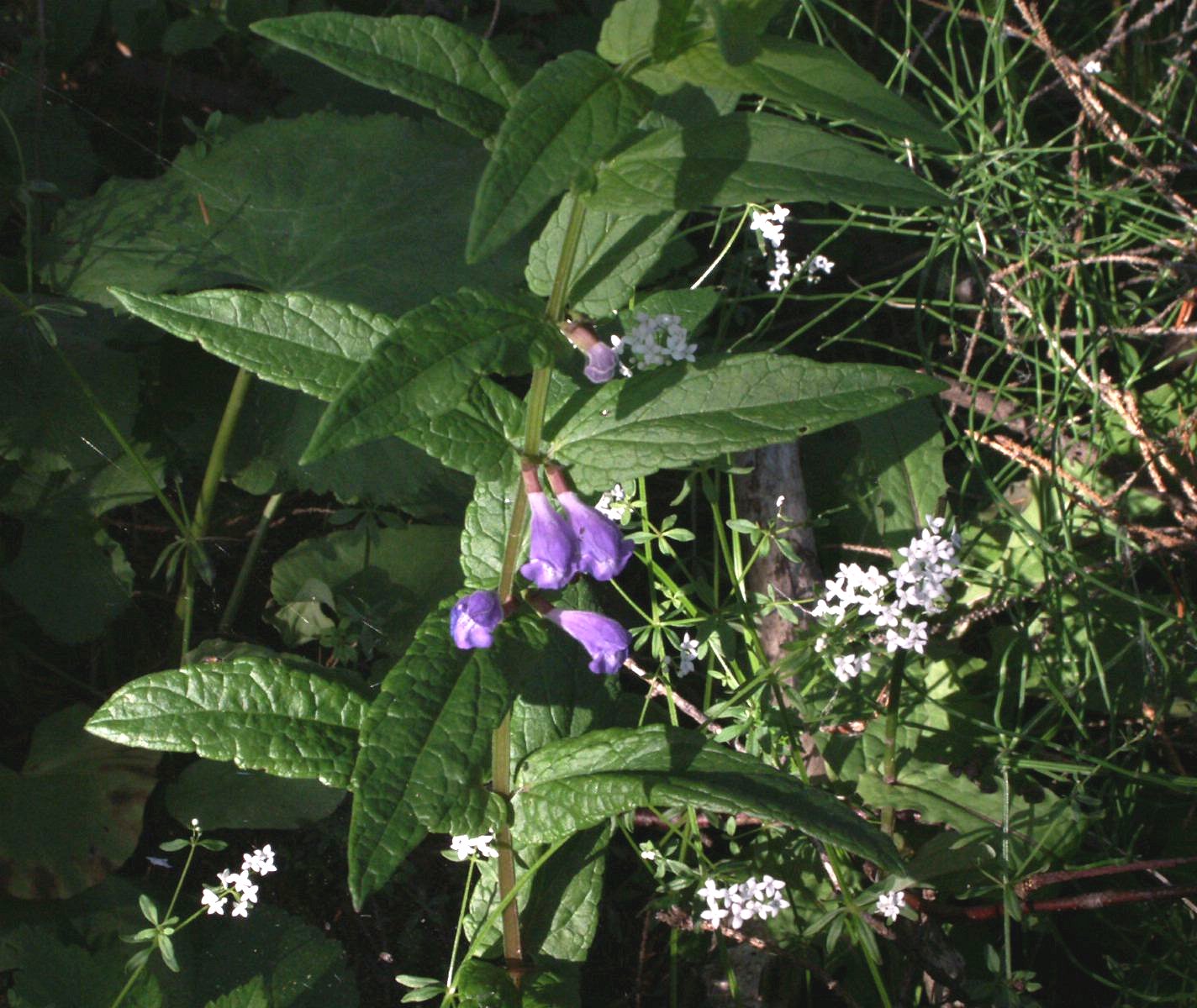 Blauw Glidkruid