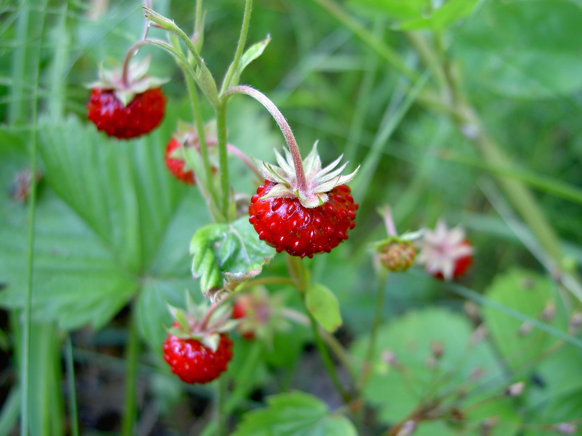 Bos aardbei2