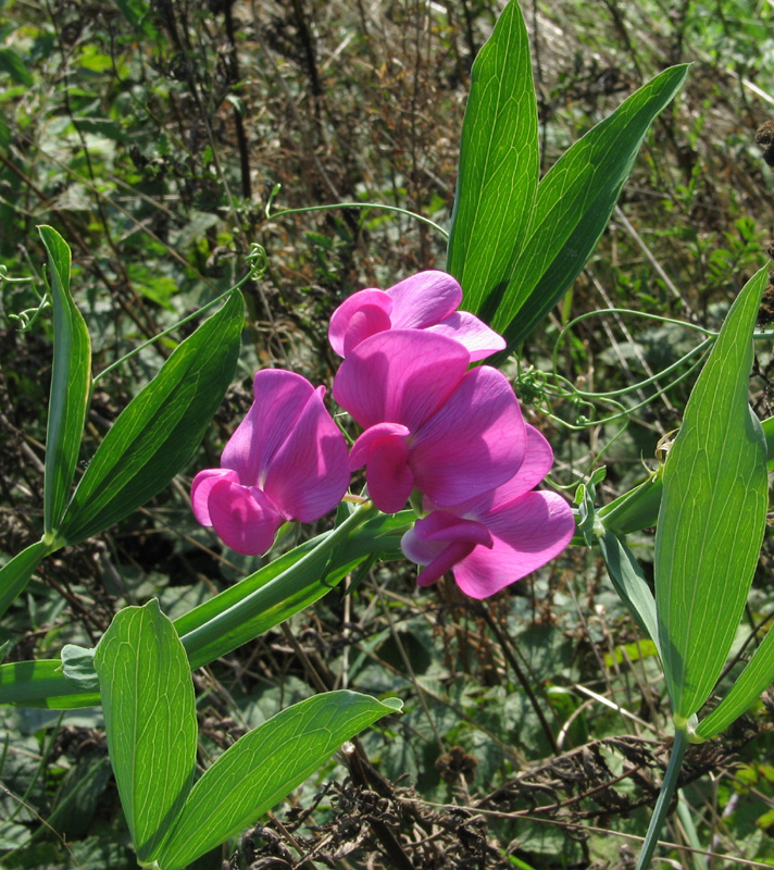 Breedbladige Lathyrus