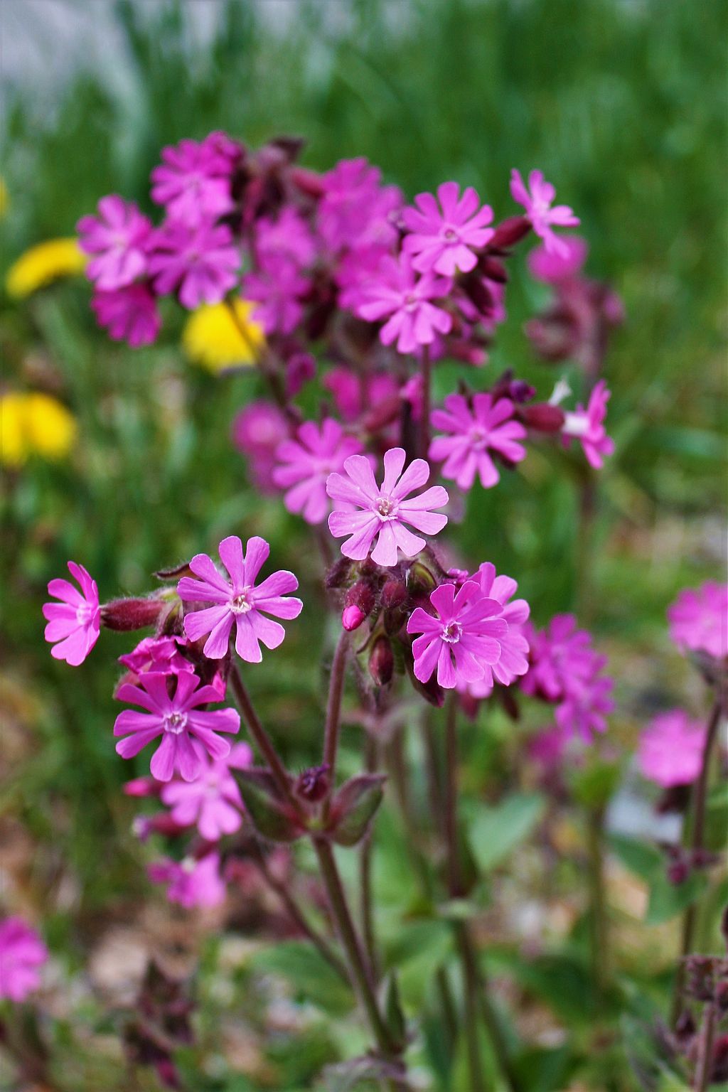 Dag Koekoeksbloem