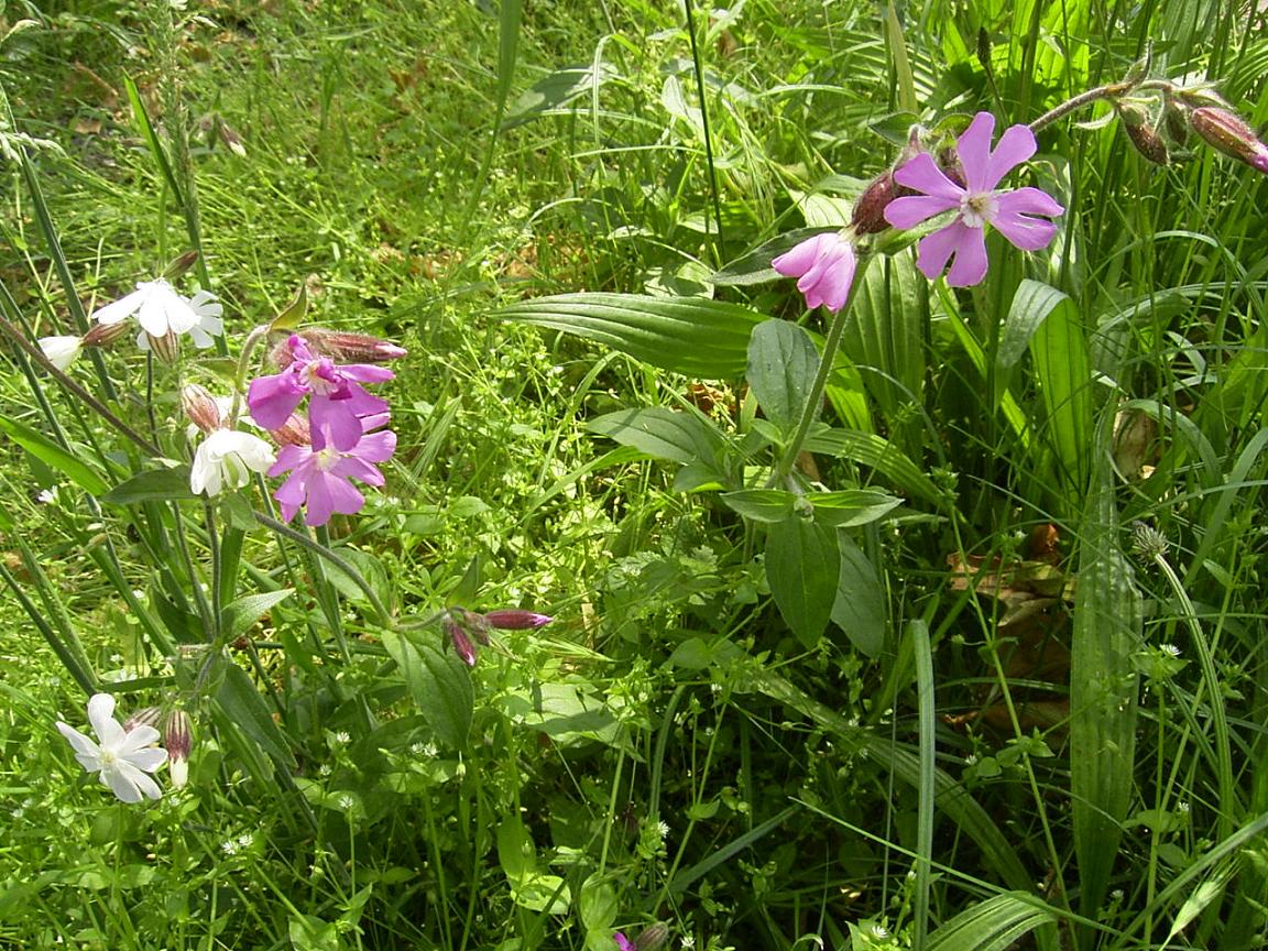 Dagkoekoeksbloem2