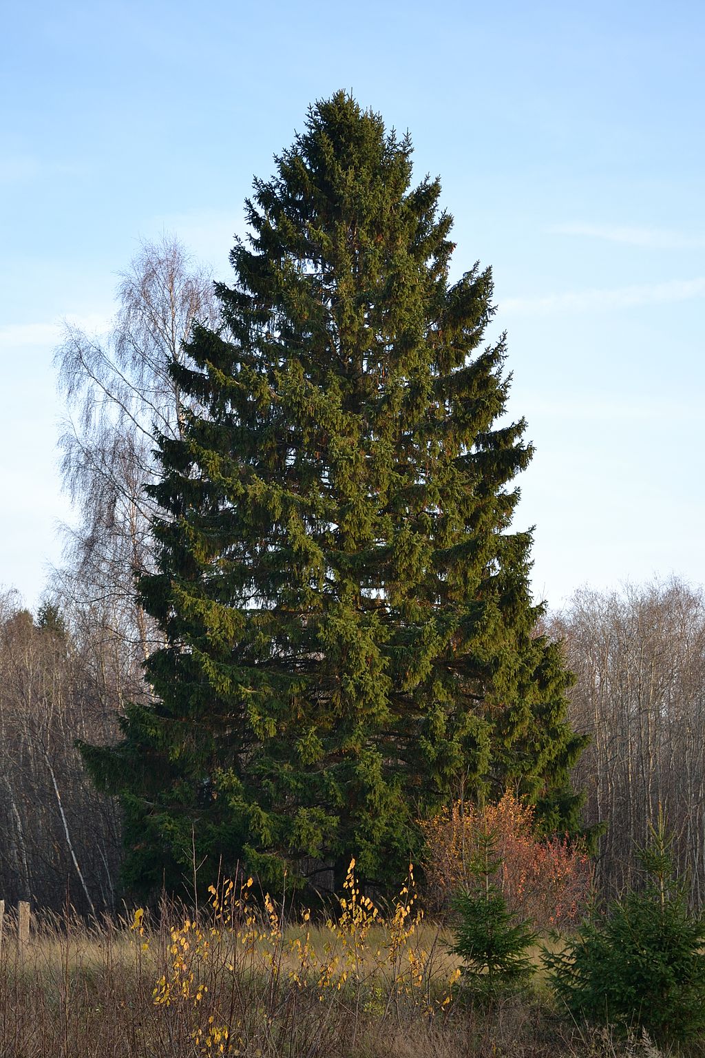 Fijnspar