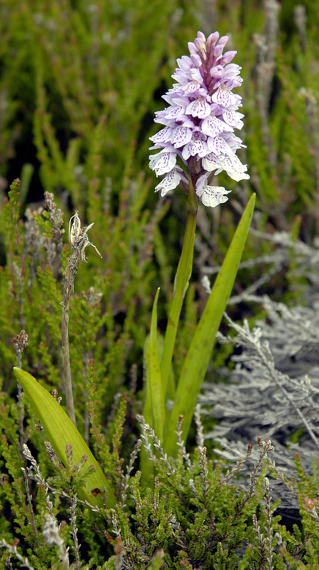 Gevlekte Orchis