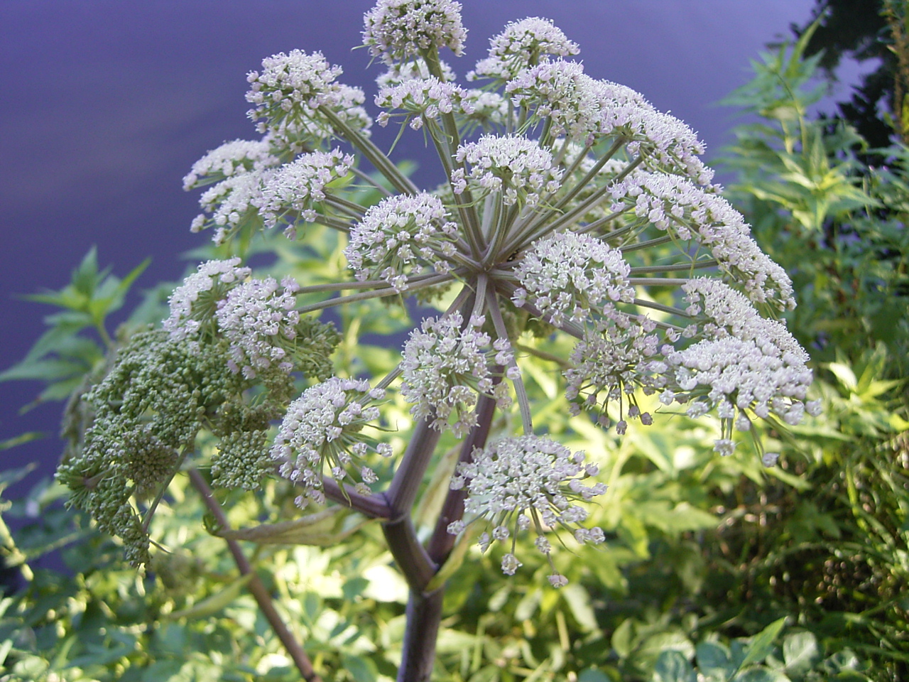 Gewone engelwortel bloem