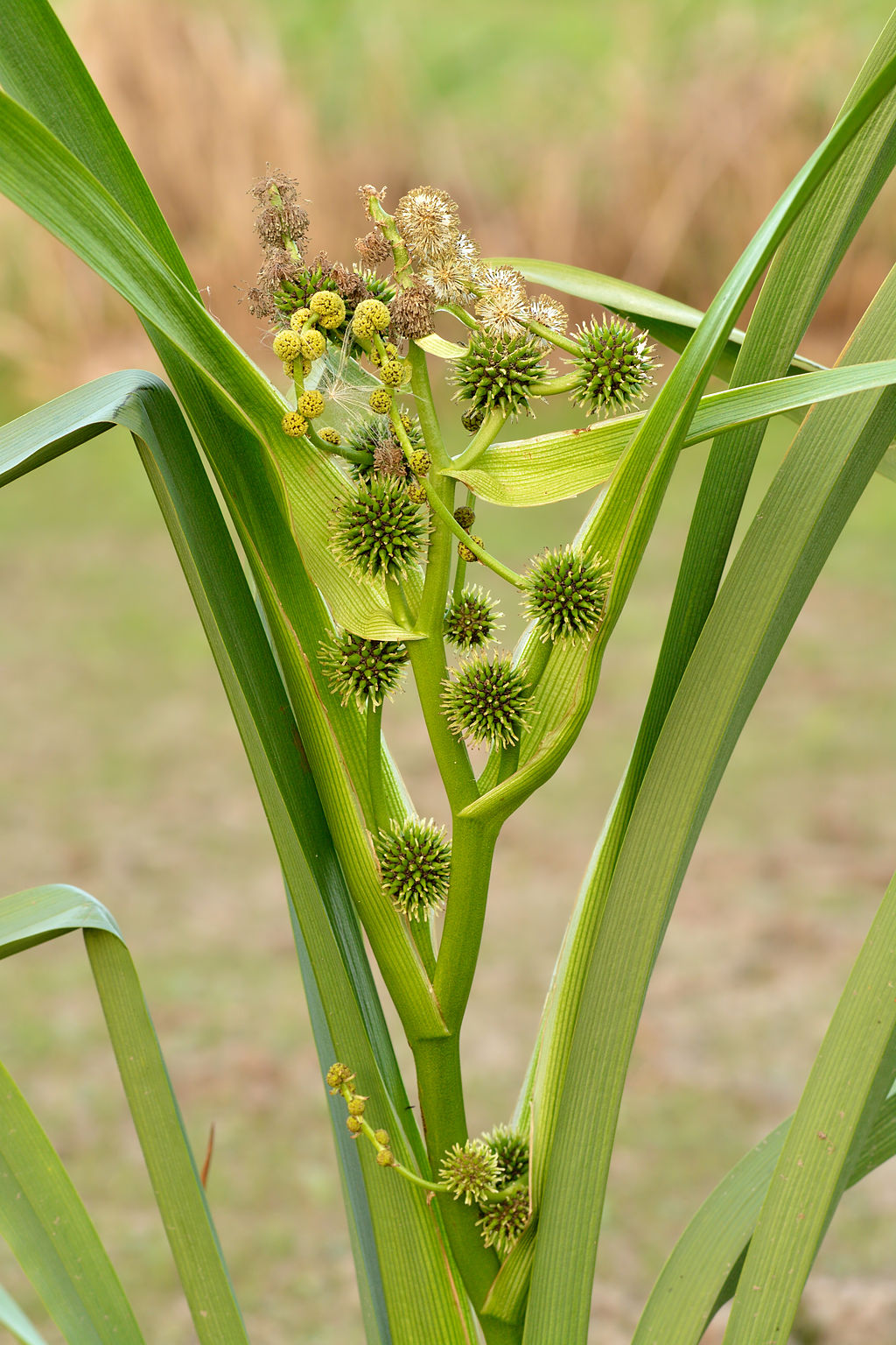 Grote egelskop