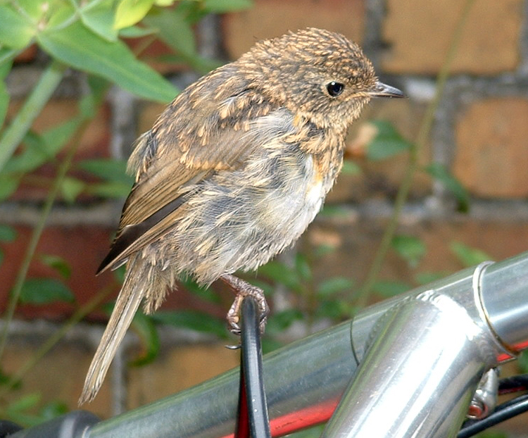 Juvenil Roodborst