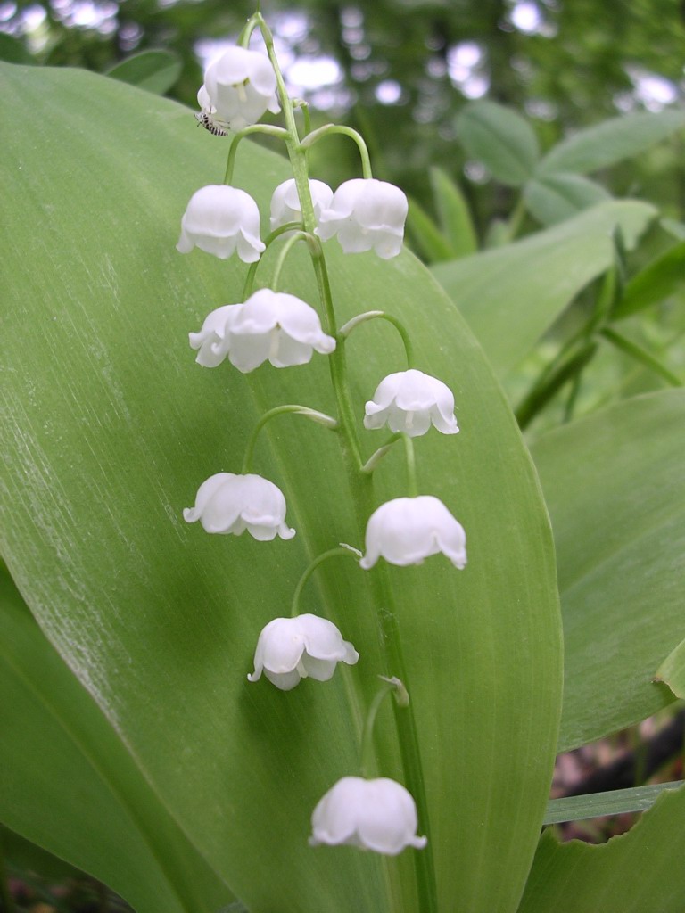 Leleitje van dalen