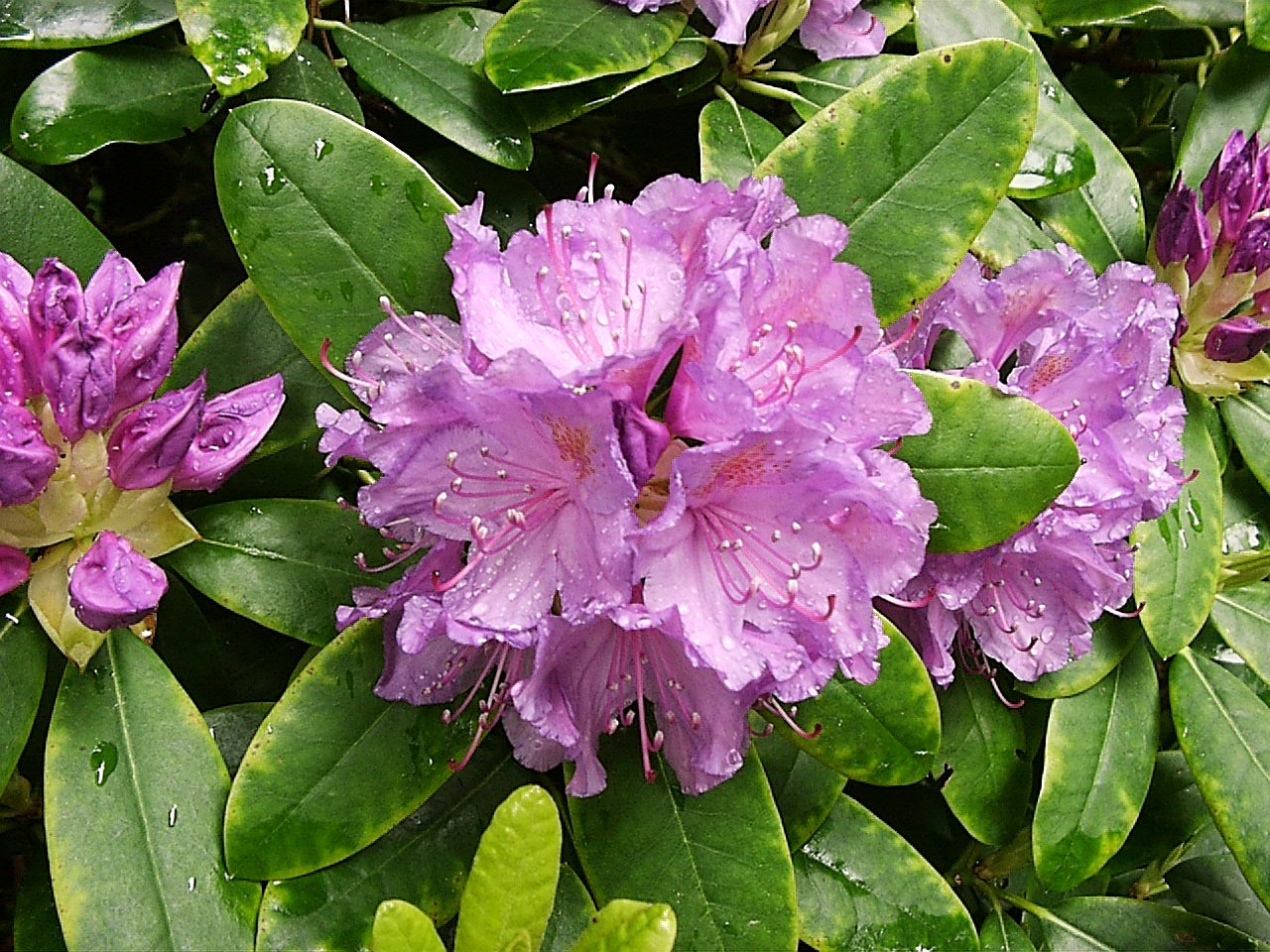 Rododendron2