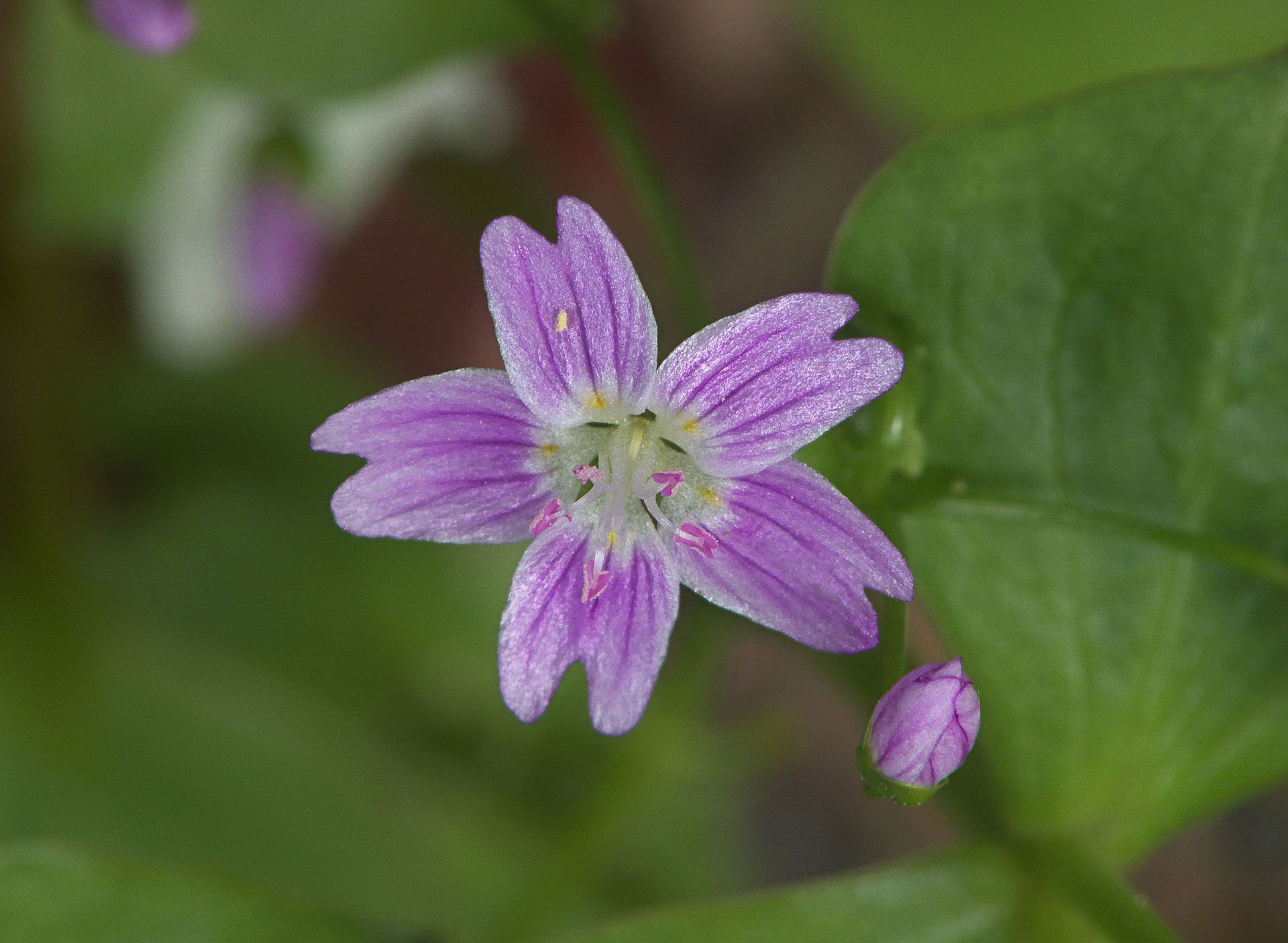 Roze Winterpostelein2