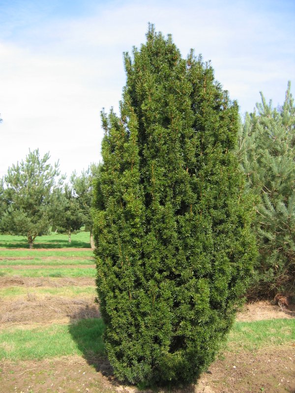 Taxus