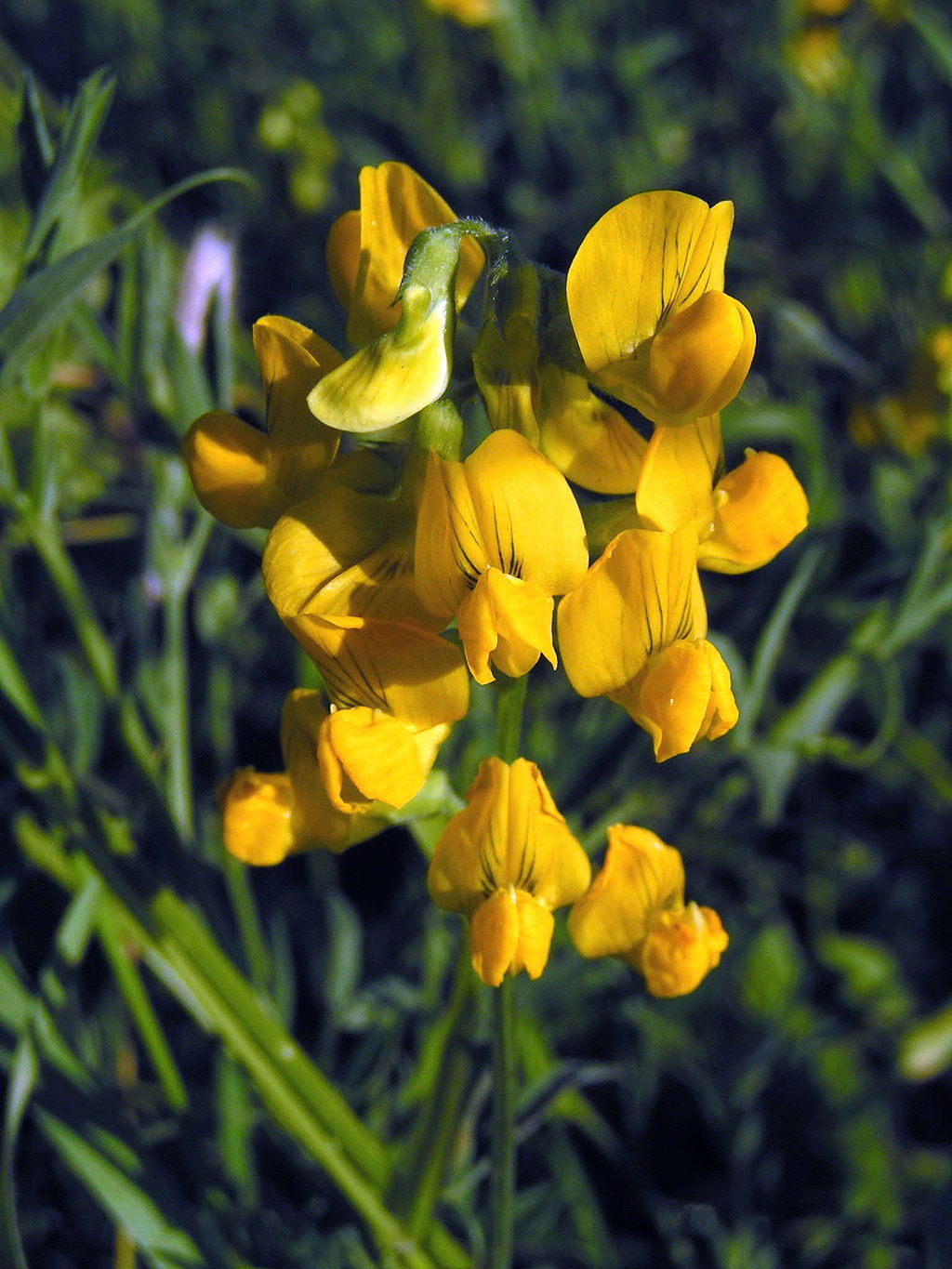 Veldlathyrus