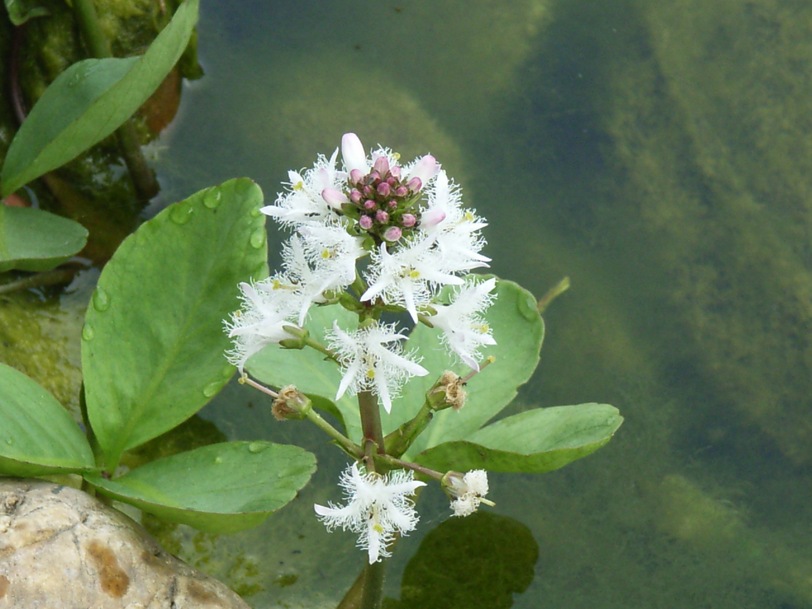 Waterdrieblad