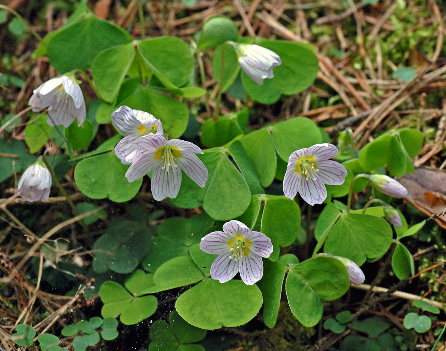 Witte Klaverzuring