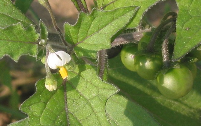 Zwarte nachtschade closeup